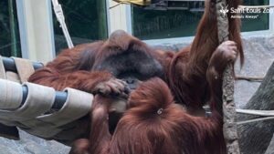 St. Louis Zoo is free for Families