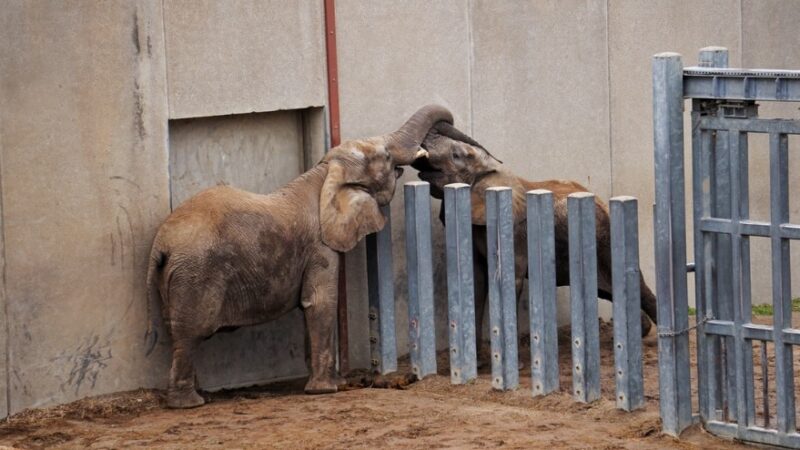 Kansas City Zoo